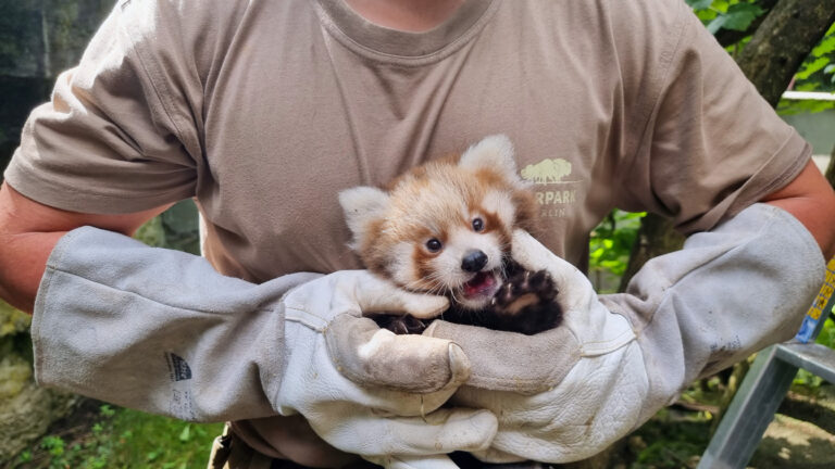 Ein kleiner Roter Panda wird von zwei Händen in Handschuhe gehalten.