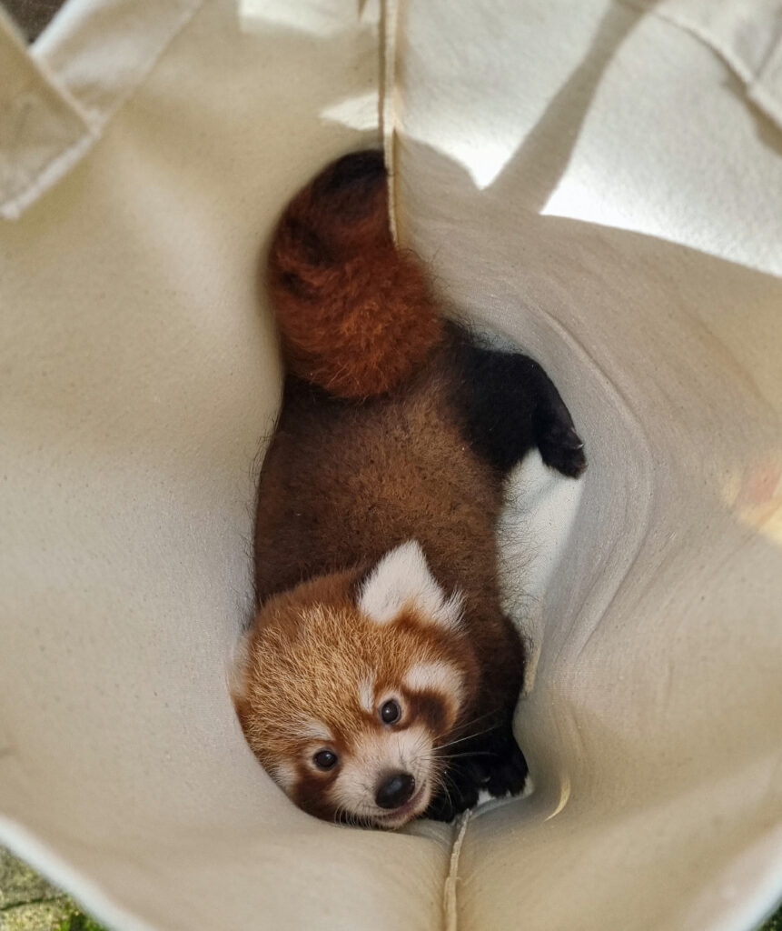 Ein Roter Panda ist in einer großen Tasche für eine Untersuchung.