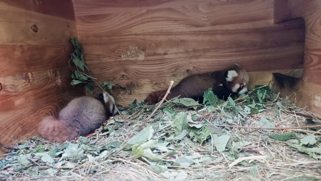 Die beiden Roten Panda Babys schlafen in ihrer Wurfbox, die mit Blättern ausgelegt ist.