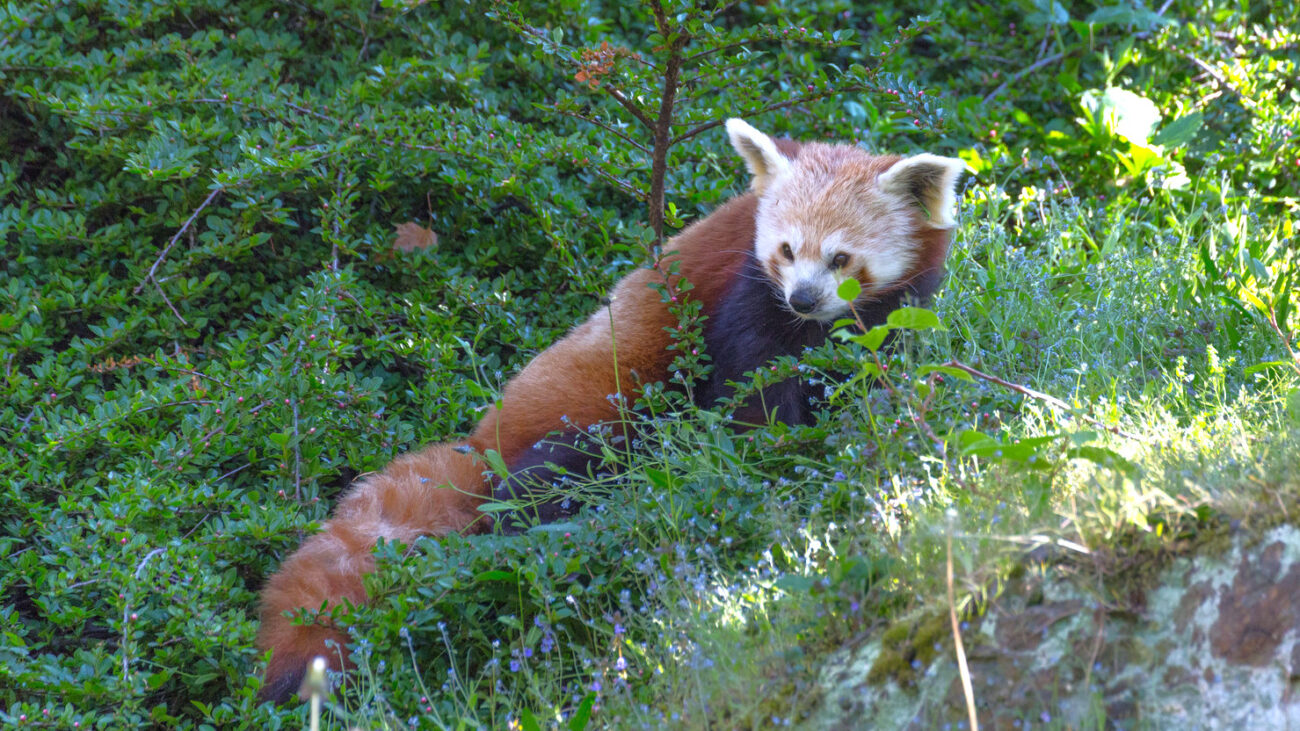 A red panda in a zoo, surrounded by numerous bushes.