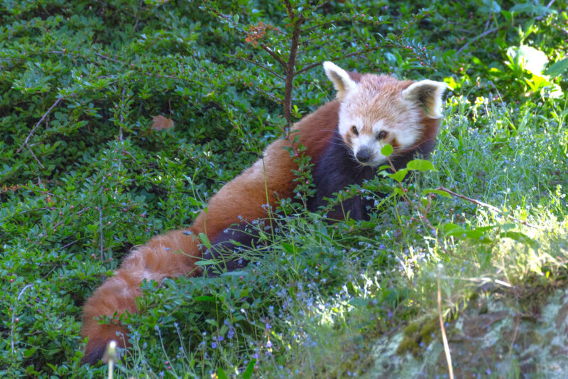 A red panda in a zoo, surrounded by numerous bushes.