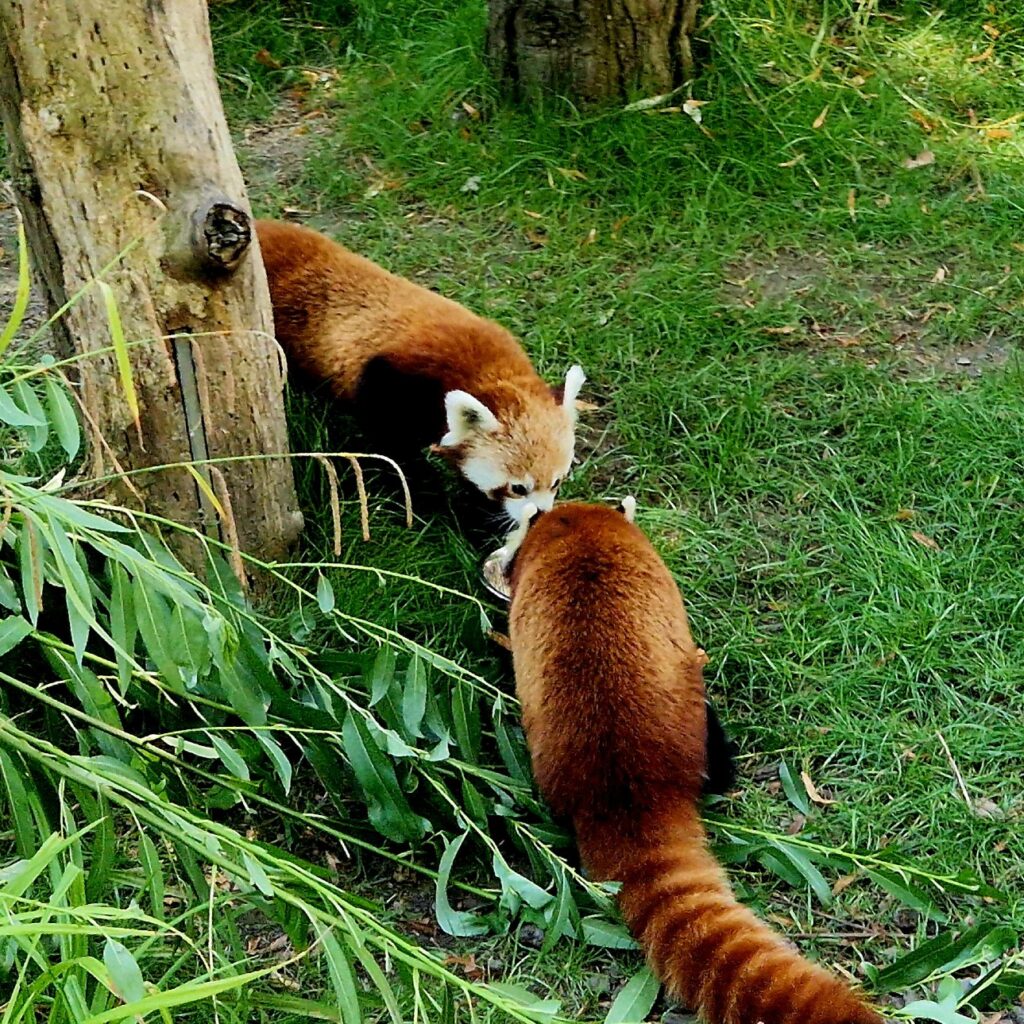 Die beiden Roten Pandas in der Anlage im Zoo Leipzig stehen sich gegenüber und beschnuppern sich neugierig.