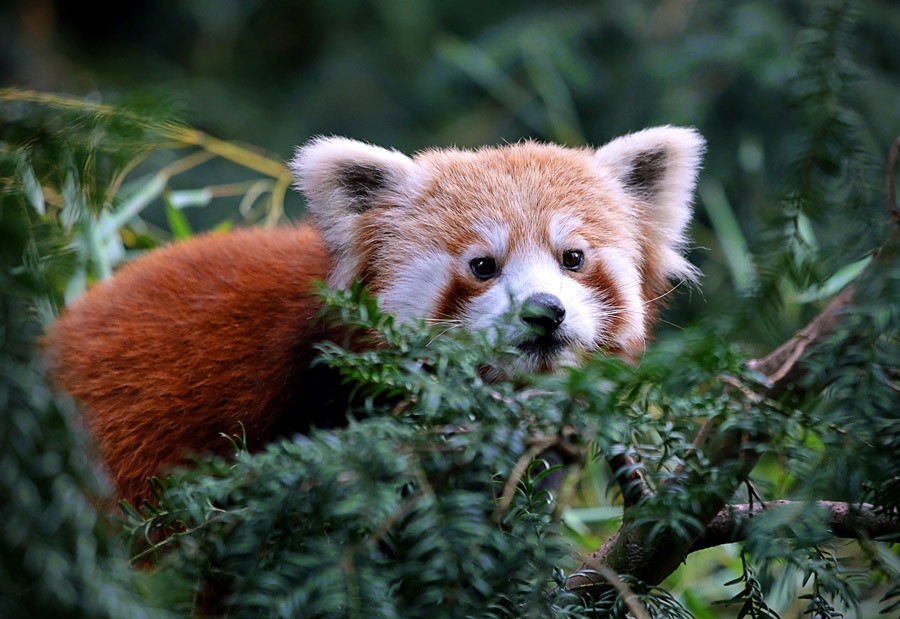 Ein Roter Panda liegt auf einen Ast und schaut vorsichtig aus seinem Versteck hervor.