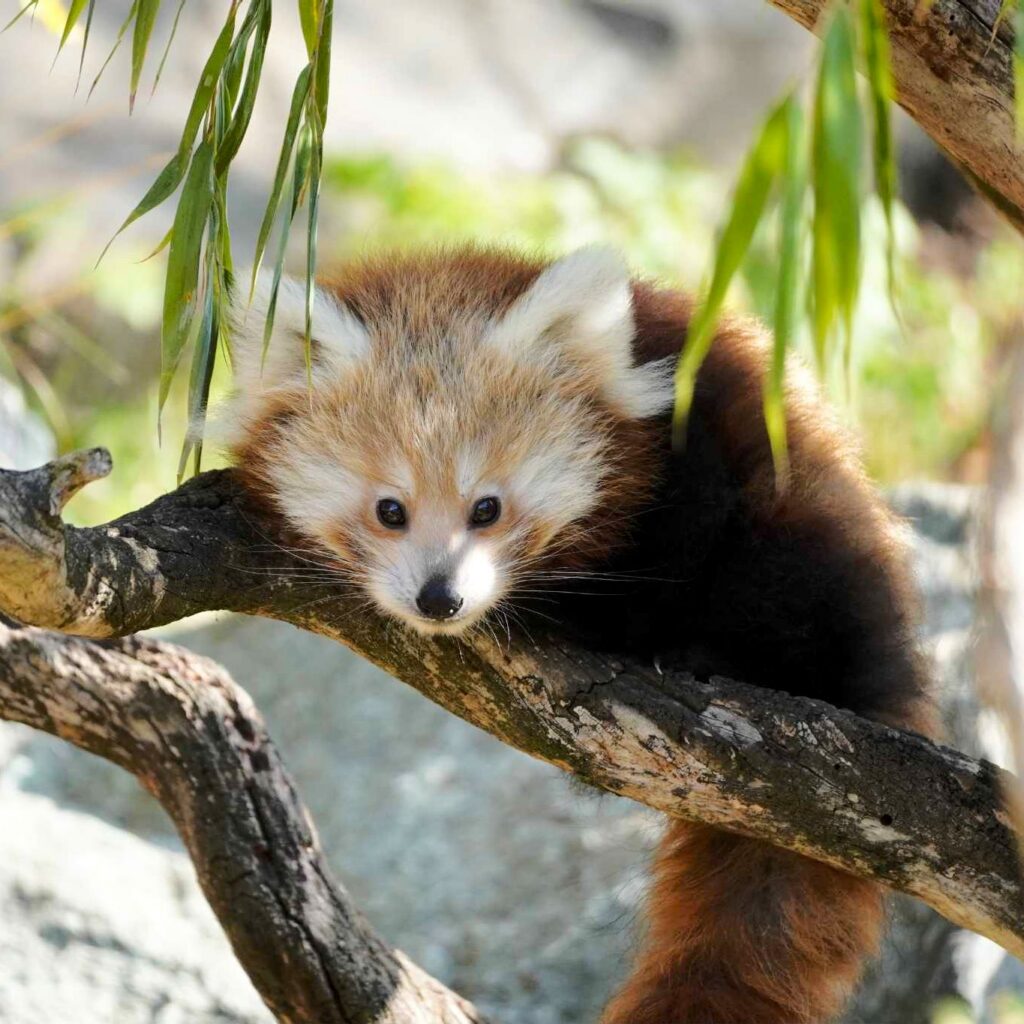 Detailaufnahme eines Jungtiers, es sieht uns neugierig an.