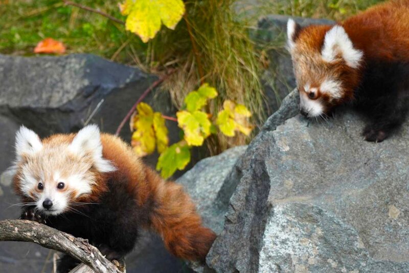 Doppelter Nachwuchs im Erlebnis-Zoo Hannover