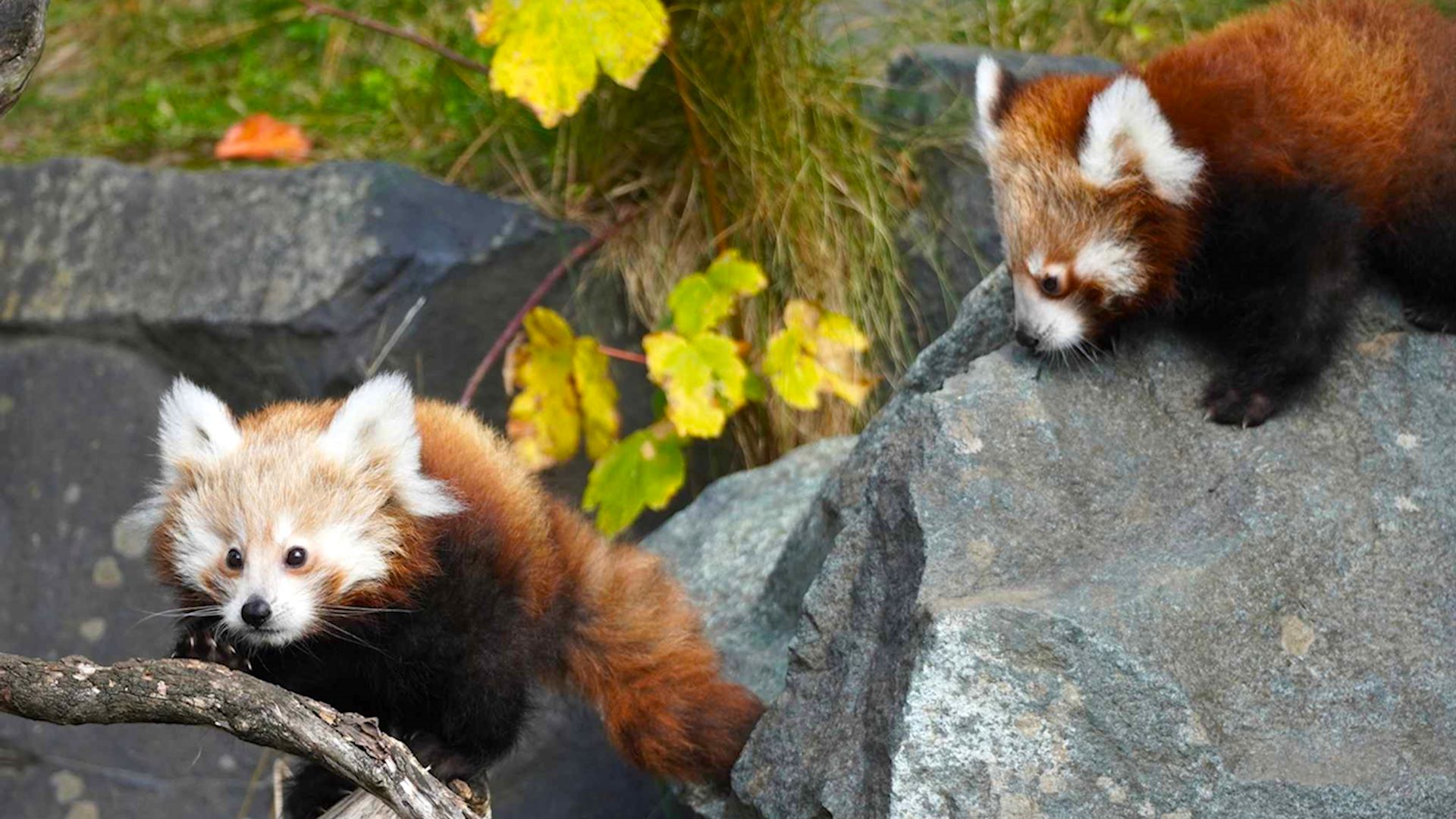 Zwei Rote Panda Jungtiere klettern in der Anlage im Erlebnis-Zoo über große Felsen und Äste.