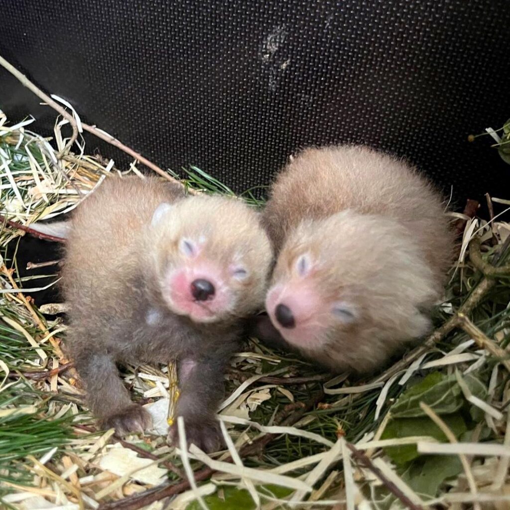 Die beiden Jungtiere in der Nistbox, ihre Augen sind noch geschlossen.
