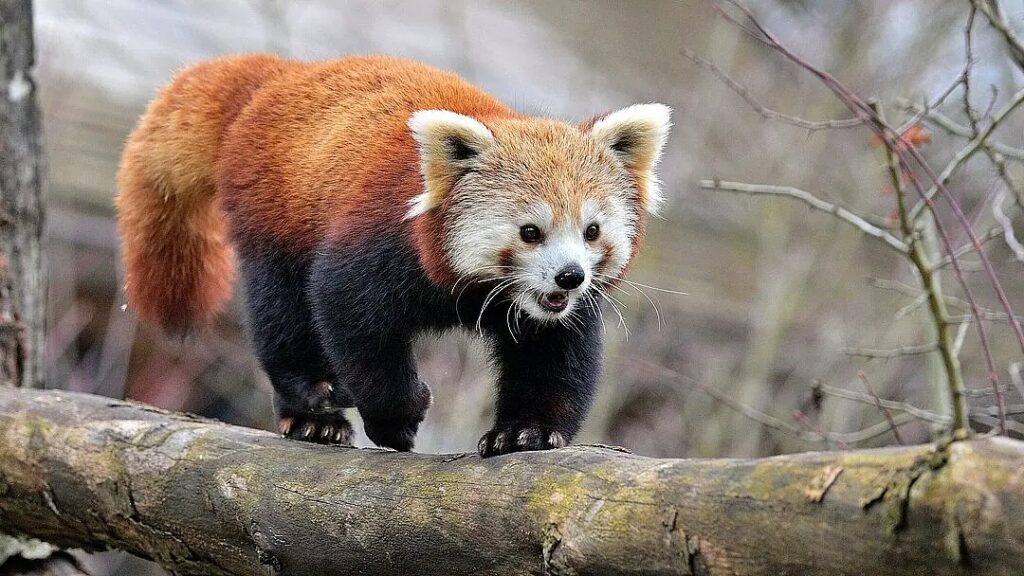 Das Rote-Panda-Weibchen Yoko läuft einem Ast entlang