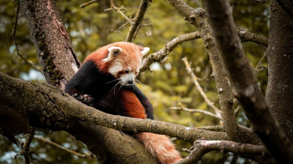 A Red Panda lying on a tree and looking down to the ground.