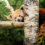 A Red Panda lying on a tree.