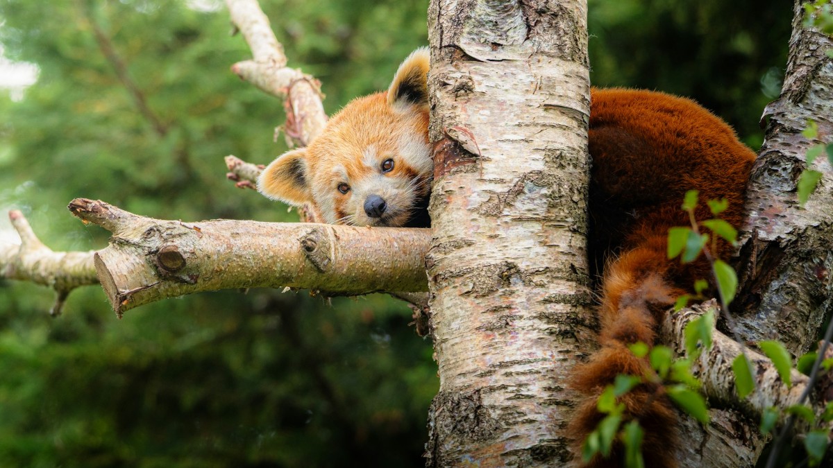 A Red Panda lying on a tree.